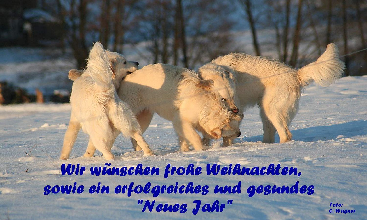 Weihnachtsgruss Weihnachtsgruss